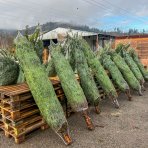 Normandská jedľa (Abies Nordmanniana) výška: 200-250 cm, rezaná 1. TRIEDA